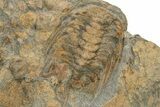 Wide Slab Of Fossil Brittle Stars, Corals & Trilobites #234597-2